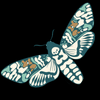 Midnight Moths